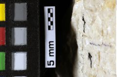 Foto (Detailansicht) von Prosopon sp. (NHMW-GEO-1990-0041-0035a)